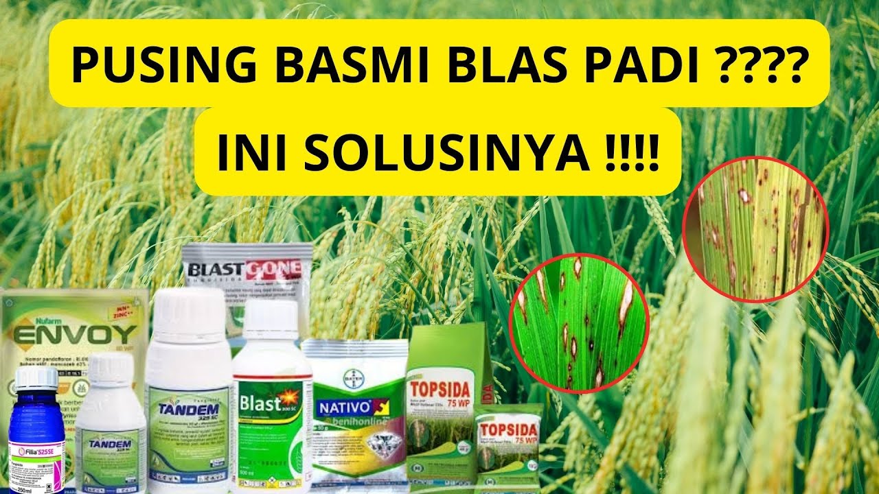 Solusi Ampuh Atasi Blas Pada Padi Dengan Fungisida Ini