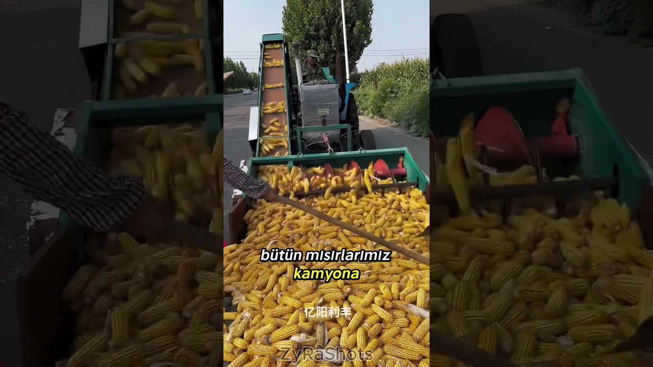 The Truck Was Taking Our Corn! 😱🌽🚛