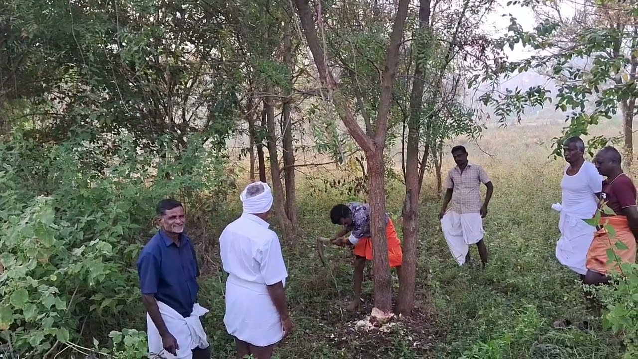 வில்லரசம்பட்டி மாரியம்மன்  கோவில் கம்பம் வெட்டுதல்