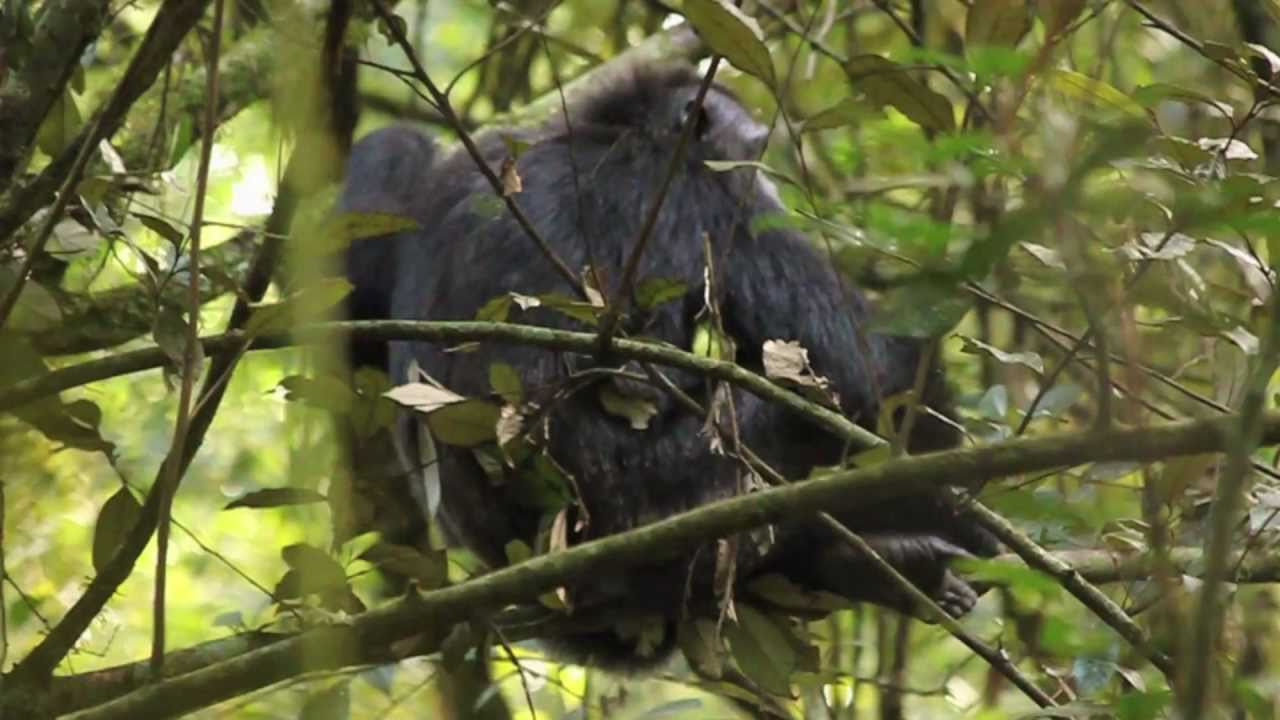 Chimp tracking in the Congo (The Forgotten Parks)