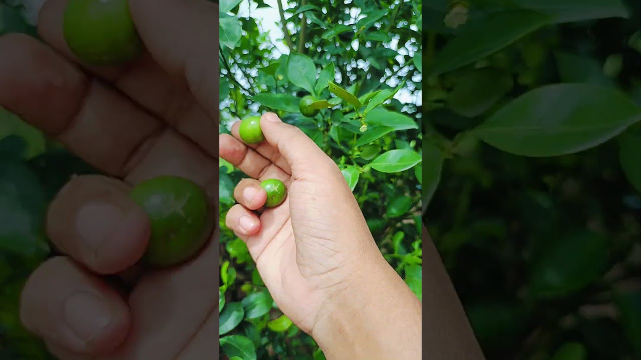 Nimbu ke ped se falon ki harvesting shuru ho gai.. #gardening #lemongarden #lemontree #lemon #plants