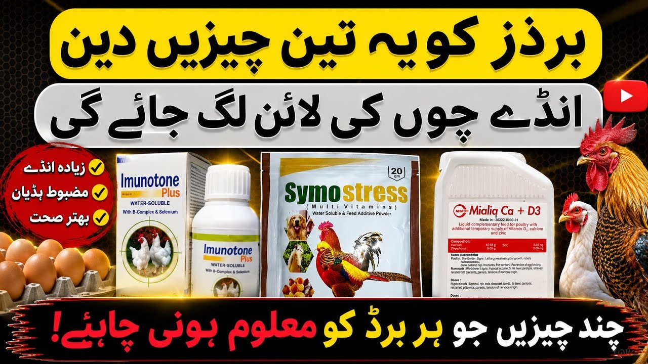 Breeding Formula for Budgies and Lovebirds / Multivitamins symostress immunitone plus 