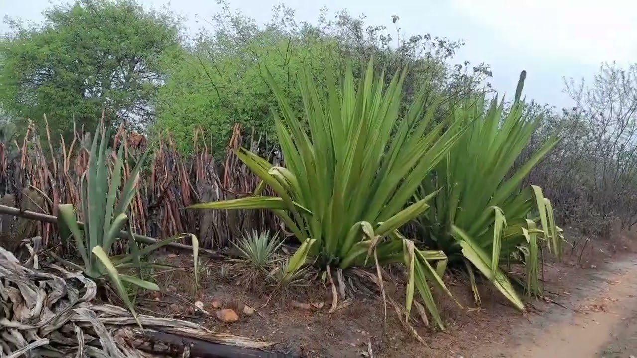 Chuvinha maravilhosa nós agradecemos e as plantas também a nosso Deus todo poderoso 