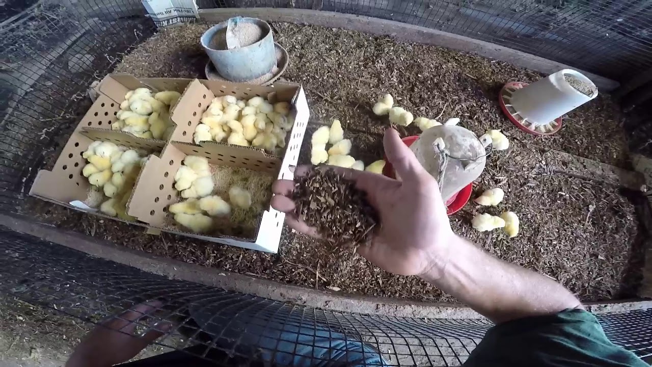 New Little Chicks!