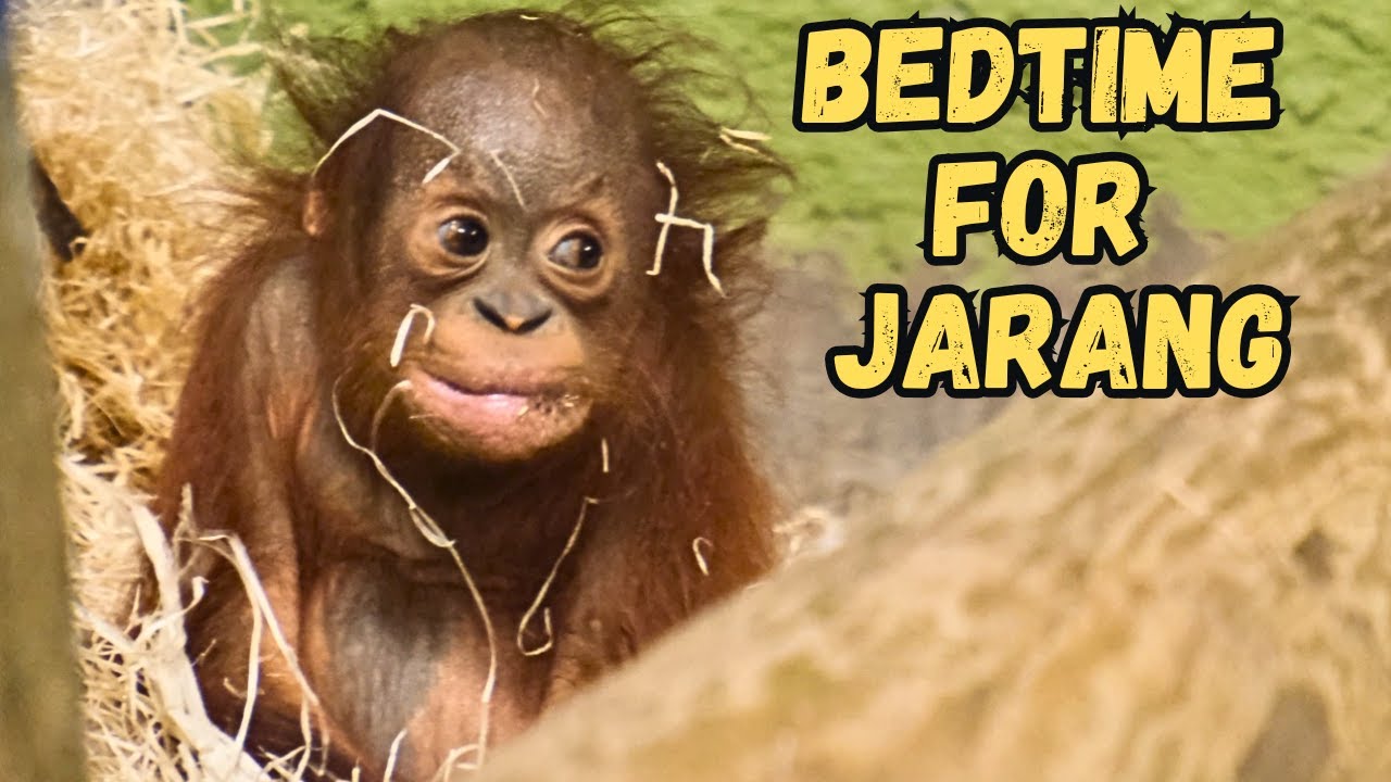 Baby Orangutan Jarang Gets Ready For Bed