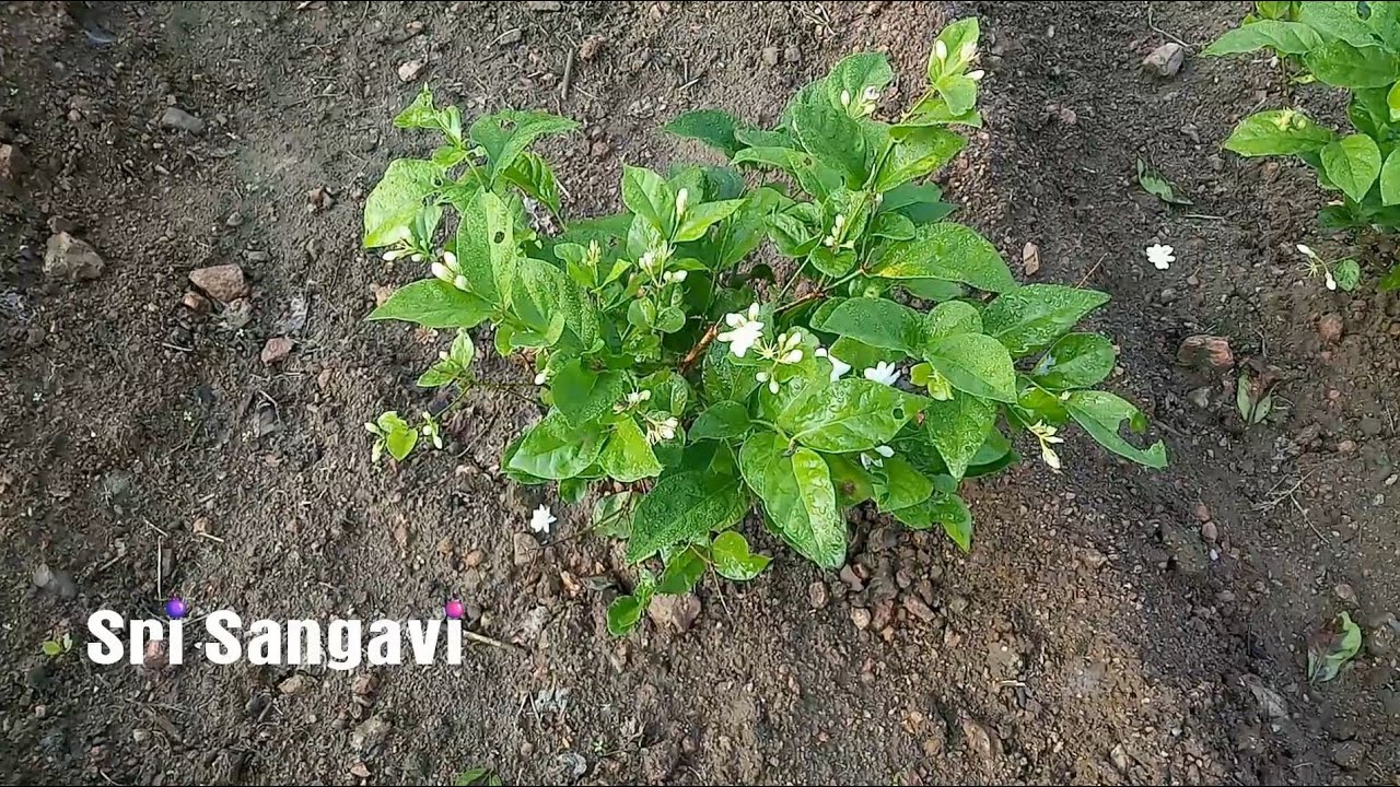 மூன்று மாத ஆன குண்டுமல்லி சிறிய செடிகளுக்கு என்ன உரம் வைக்கலாம்