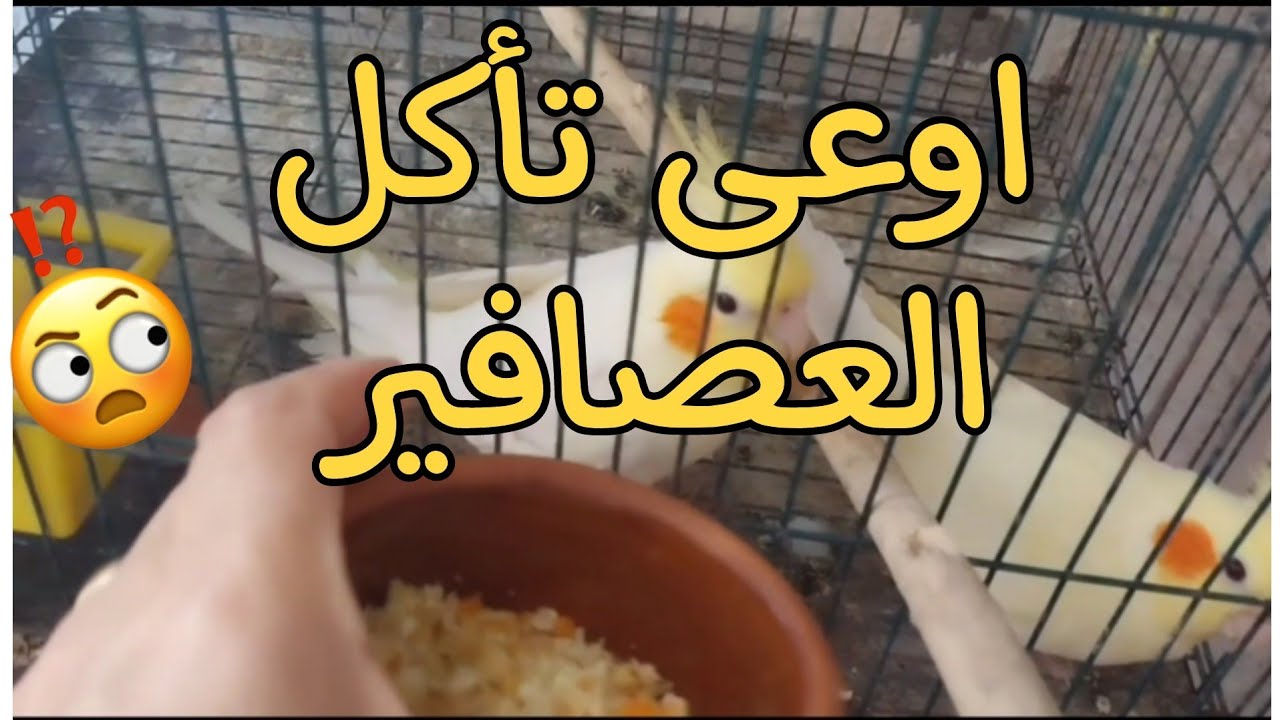 هل يعتبر كثرة اطعام العصافير خطر عليك وعليهم ❗️❗️