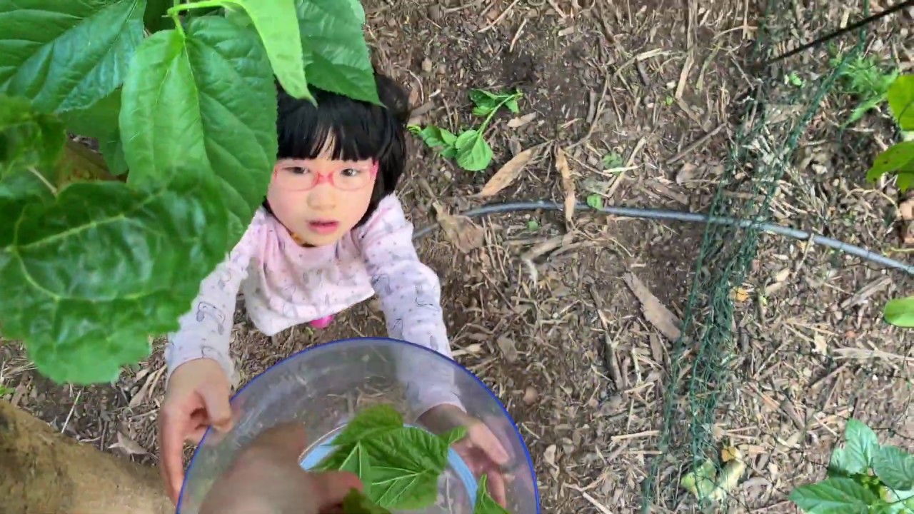 Stir Fried Mulberry Shoots | How to Harvest and Cook | Garden to Kitchen | Vegan Kid
