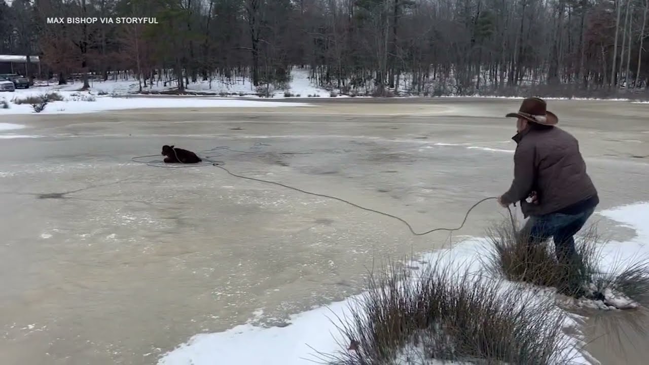 Neighborhood cowboy saves calf with epic lasso skills