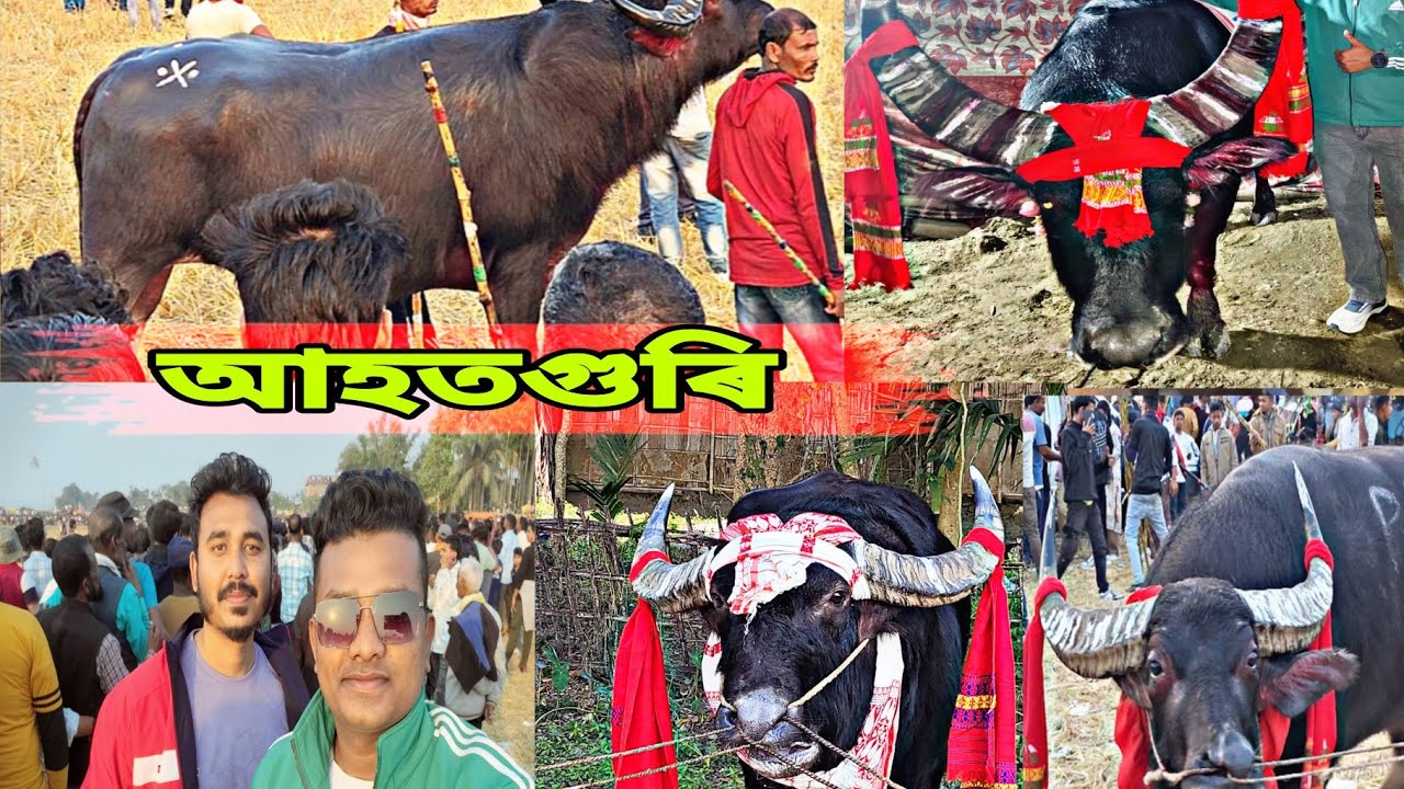 আহতগুৰি ভোগালী মেলা চাও আঁহক  ||  ahatguri bhugali mela #mrblack #mohjuj #mohorjuj 