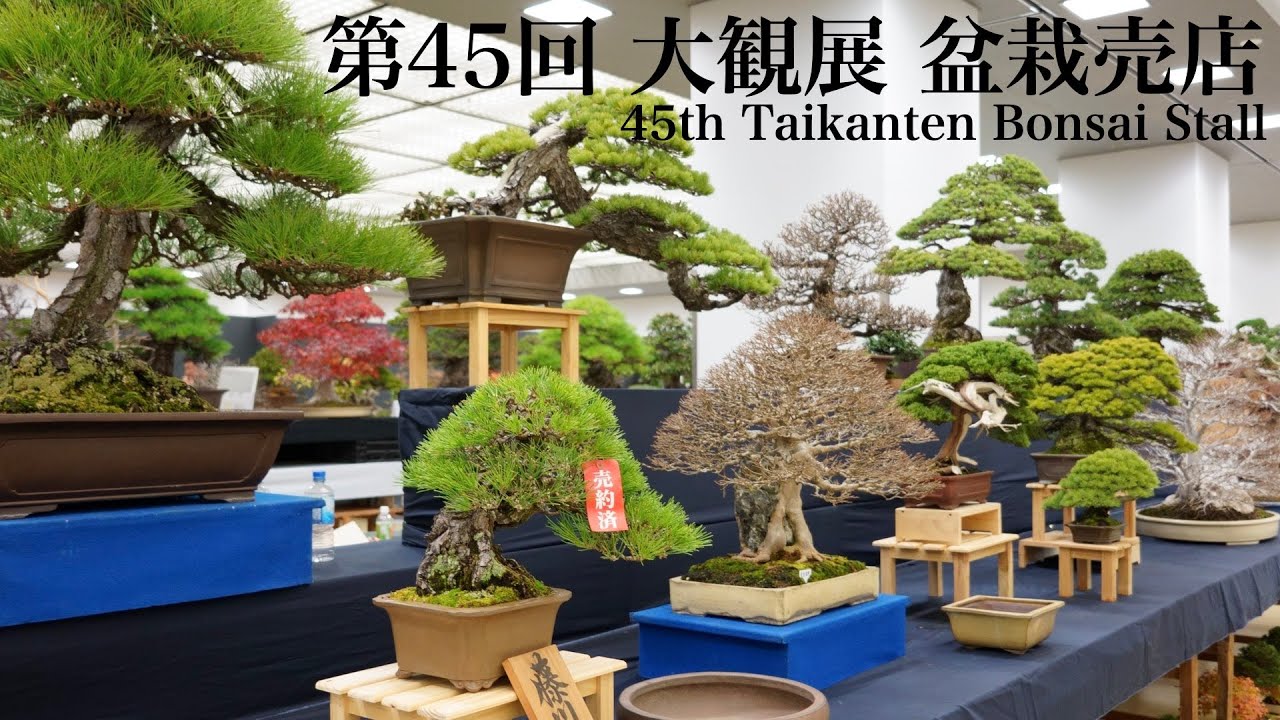 [4K] 第45回 日本盆栽大観展 2025 盆栽売店