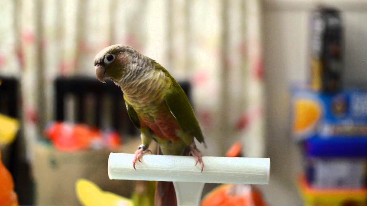 Dancing Green Cheek Conure