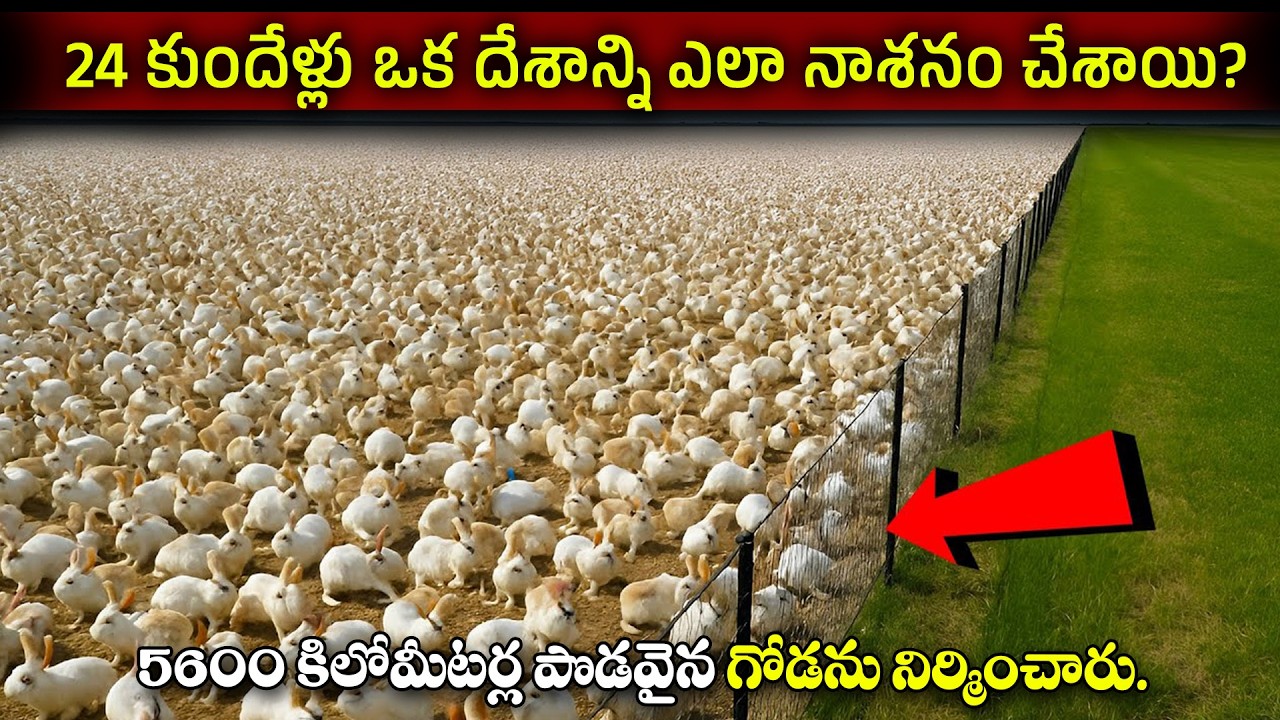 How did just 24 rabbits destroy a country? | The Incredible Story of 5600km Long Fence | BS FACTS