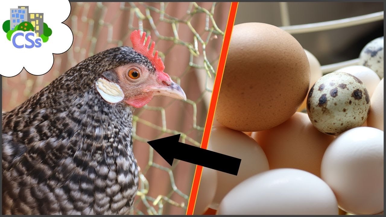 Can you Feed Eggshells to Hens? Yes! here's how...