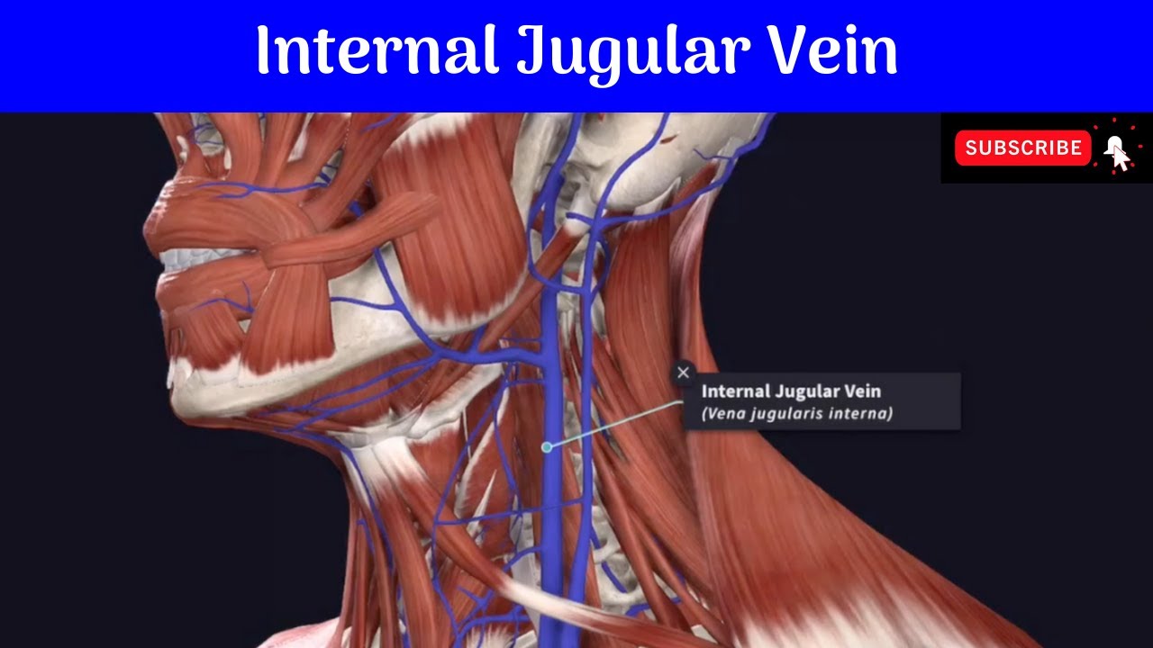 Internal Jugular Vein - Commencement | Termination | Relations | Tributaries | Applied Anatomy