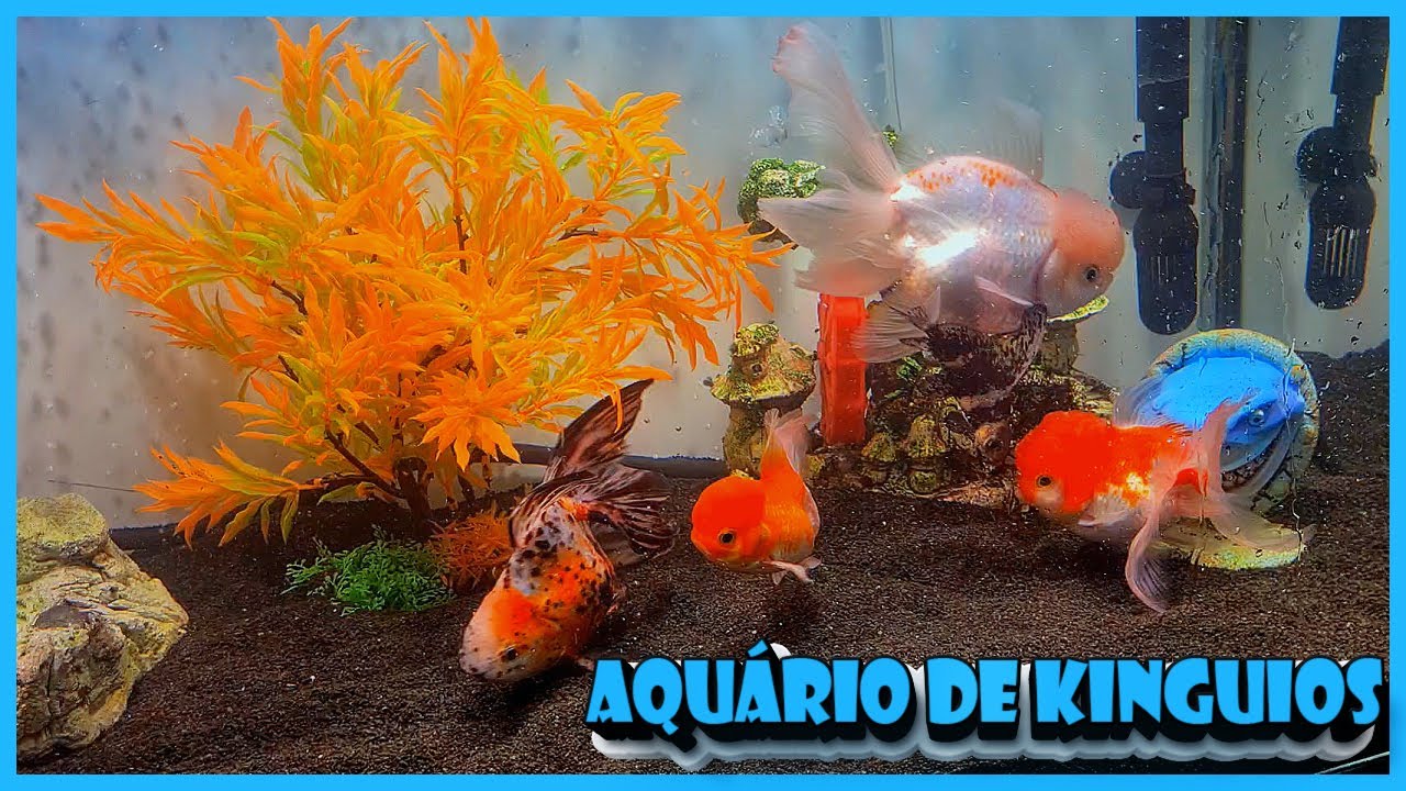 MONTAGEM DE AQUÁRIO DE KINGUIOS