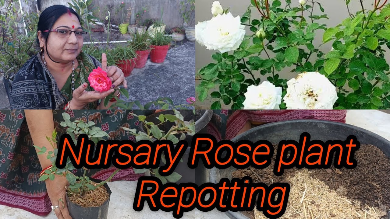 How to repot nursary Rose plant #youtube #video #gardening #garden #viral #treanding 