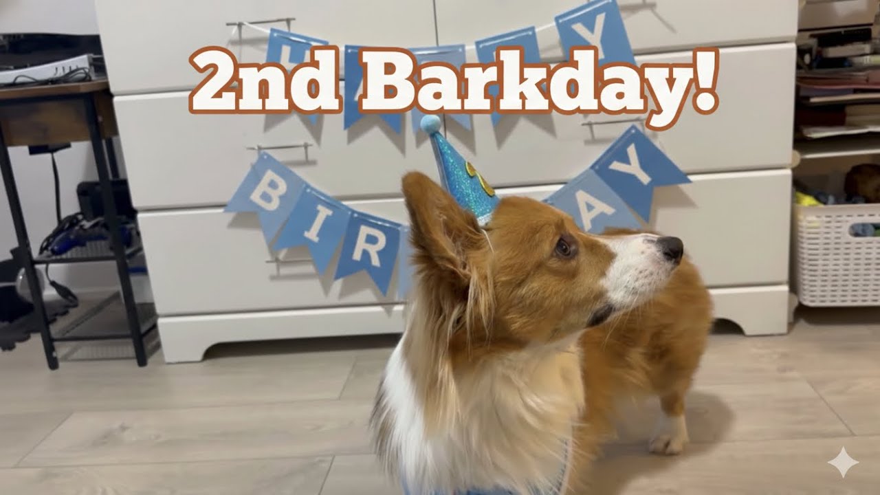 Austin’s Paw-fect 2nd Barkday! | Life in Canada