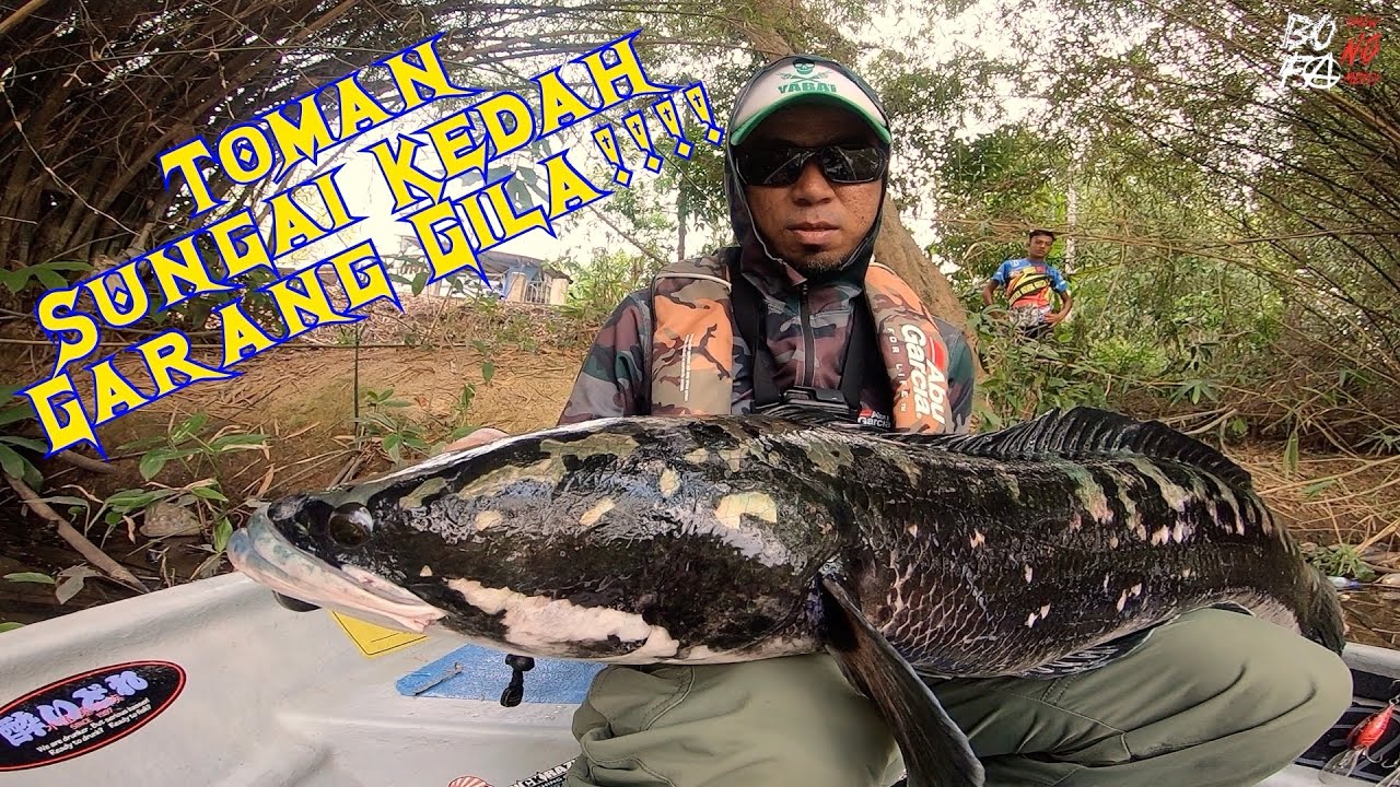 Toman Sungai Kedah Garang Gila! | Toman Fishing Malaysia