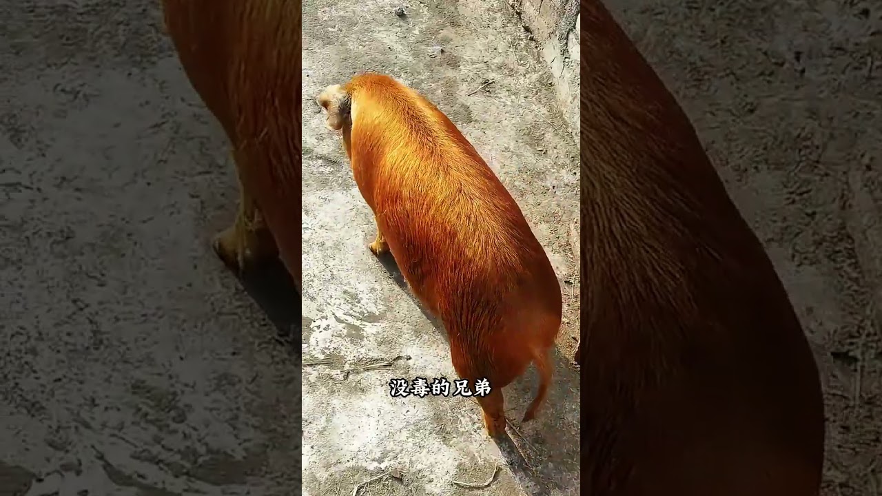 Let me introduce you to different kinds of pigs. Which ones have you seen
