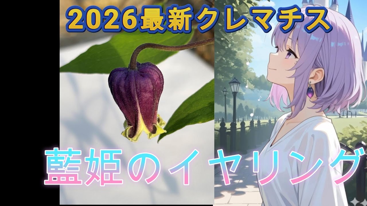 2026年最新クレマチス　＃藍姫のイヤリング