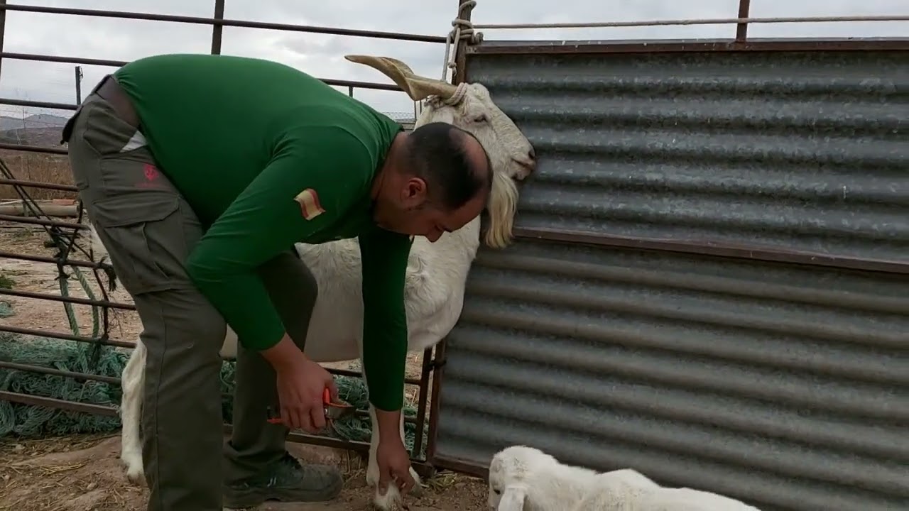 L.M vamos a recortarle las pezuñas a la cabra celtiberica 🐐😊🇪🇦🌿🌳🌾💫🐐