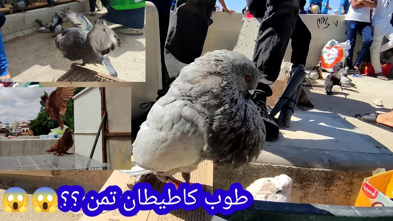حمام كاطيطان وخيريسان وخينيسي 💯🕊️🐦🦜بأتمنة خيالية الخوت دخلوا نشوفوا😱😱🥰🥰 palomas de maroc Tanger