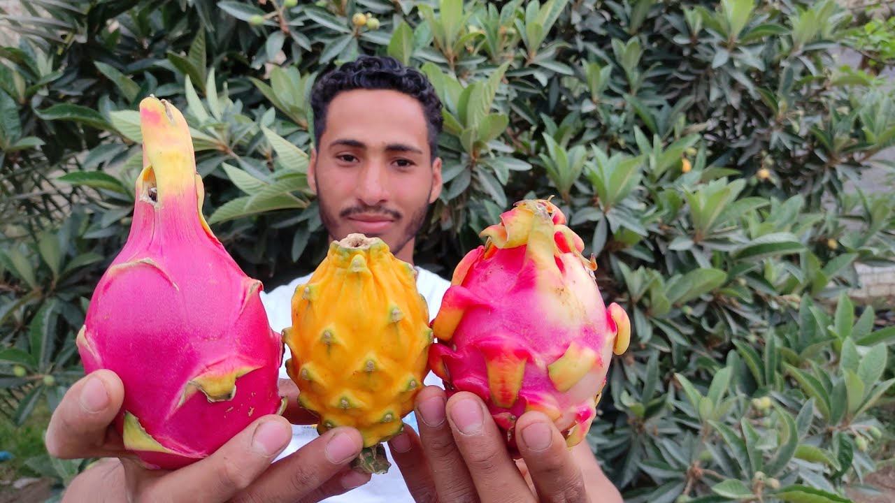 ثلاث اصناف من اغلى فاكهه ف العالم |فاكهة التنين|وكانت الصدمه|😳Amazing Dragon Fruit 3