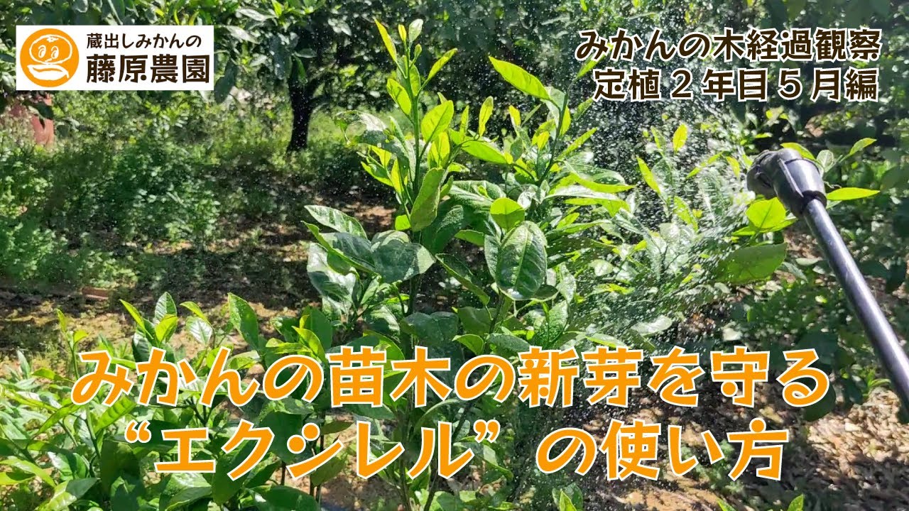 みかんの新芽を守る農薬散布「エクシレル」の使い方。みかんの苗木成長観察定植2年目5月編
