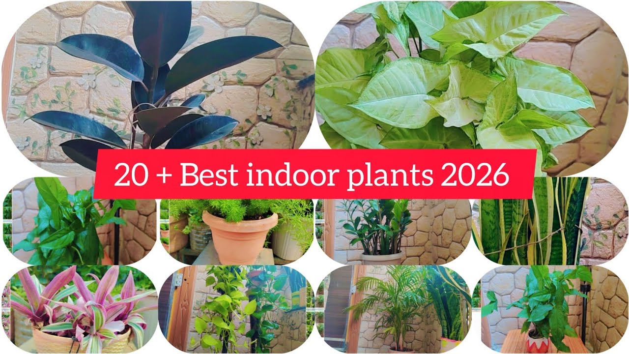 2⃣0⃣➕ Indoor plants to grow in 2026#garden #gardening  #gardenideas #gardenflowers #plants 