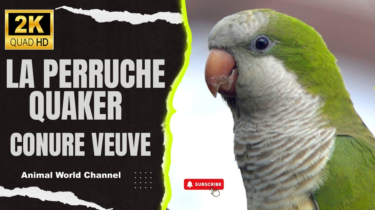 perruche conure veuve