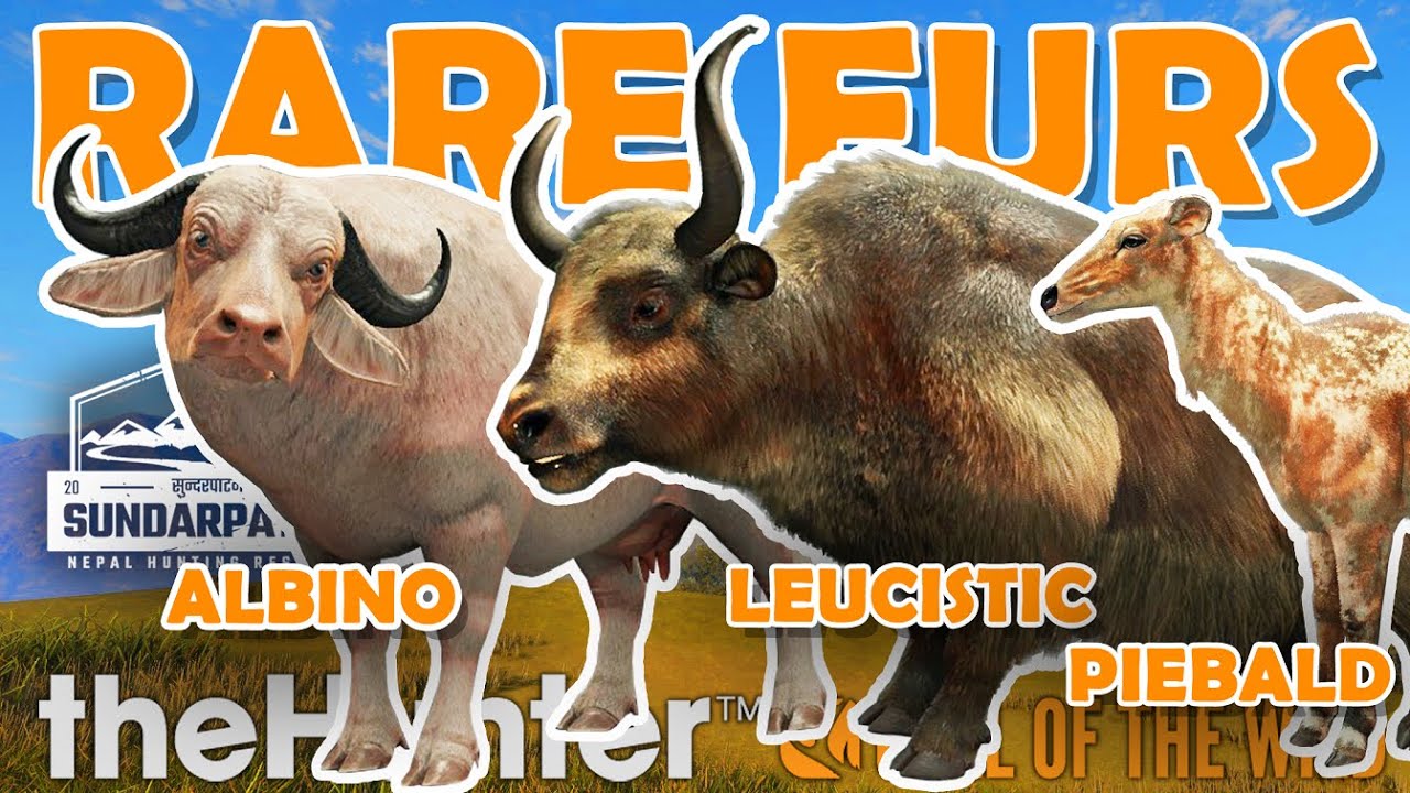 So Many RARE FURS in SUNDARPATAN on a CRAZY Group Hunt!!! - Call of the Wild