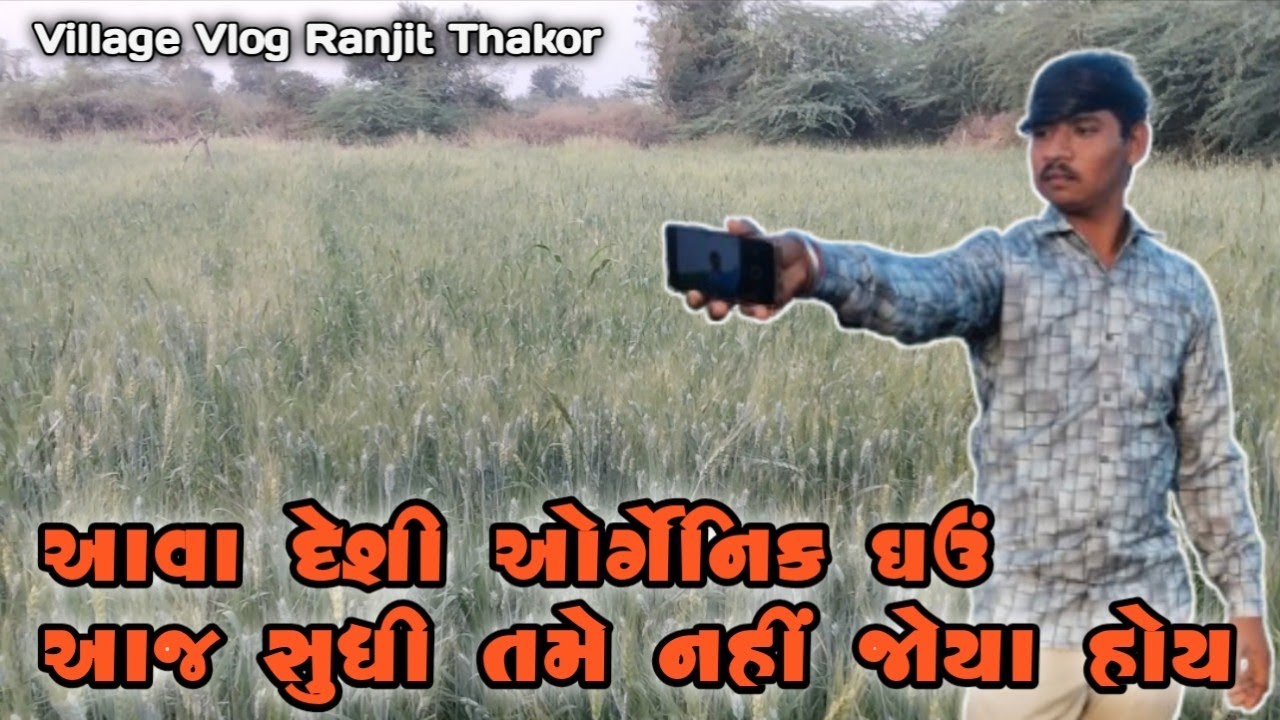આવા દેશી ઓર્ગેનિક ખેતી નાં ઘઉં નહીં જોયા હોય