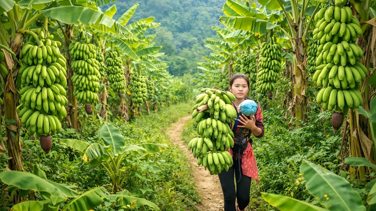Harvesting taro and bananas to sell at the market - Taking care of pets, gardening, daily life