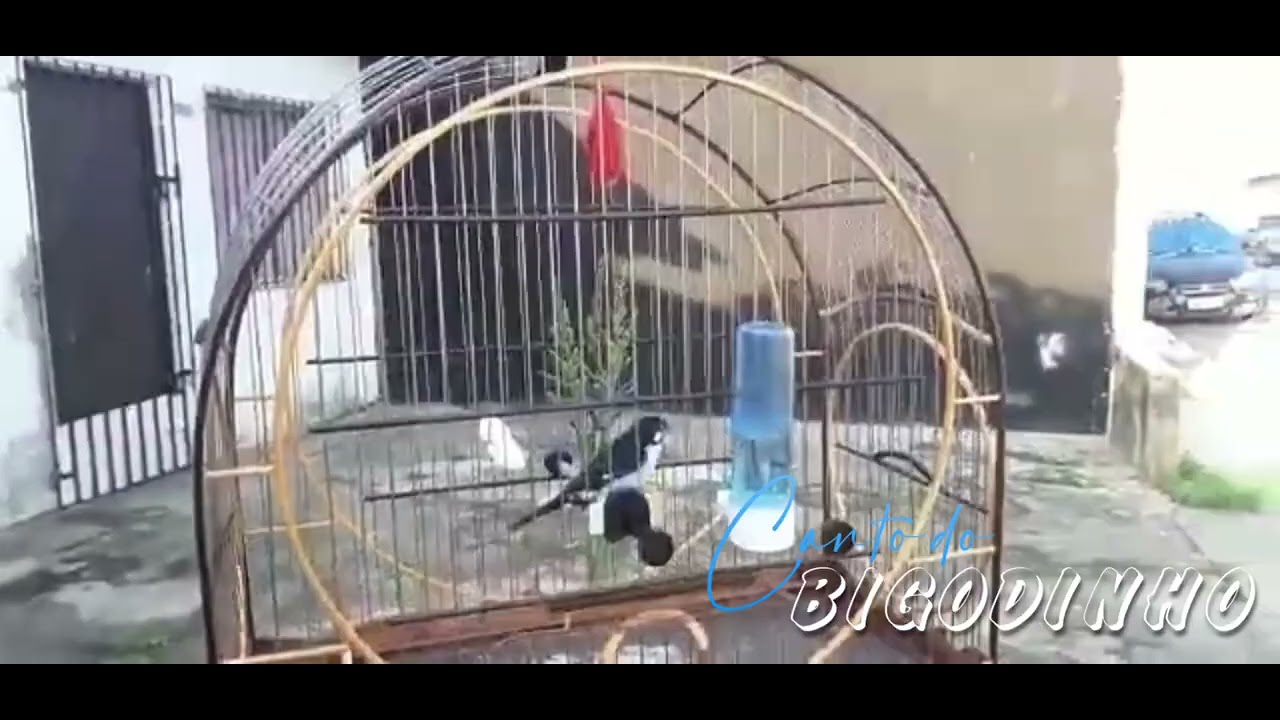 CANTO DO BIGODINHO MEGAFONE - proprietário Dr Maguila