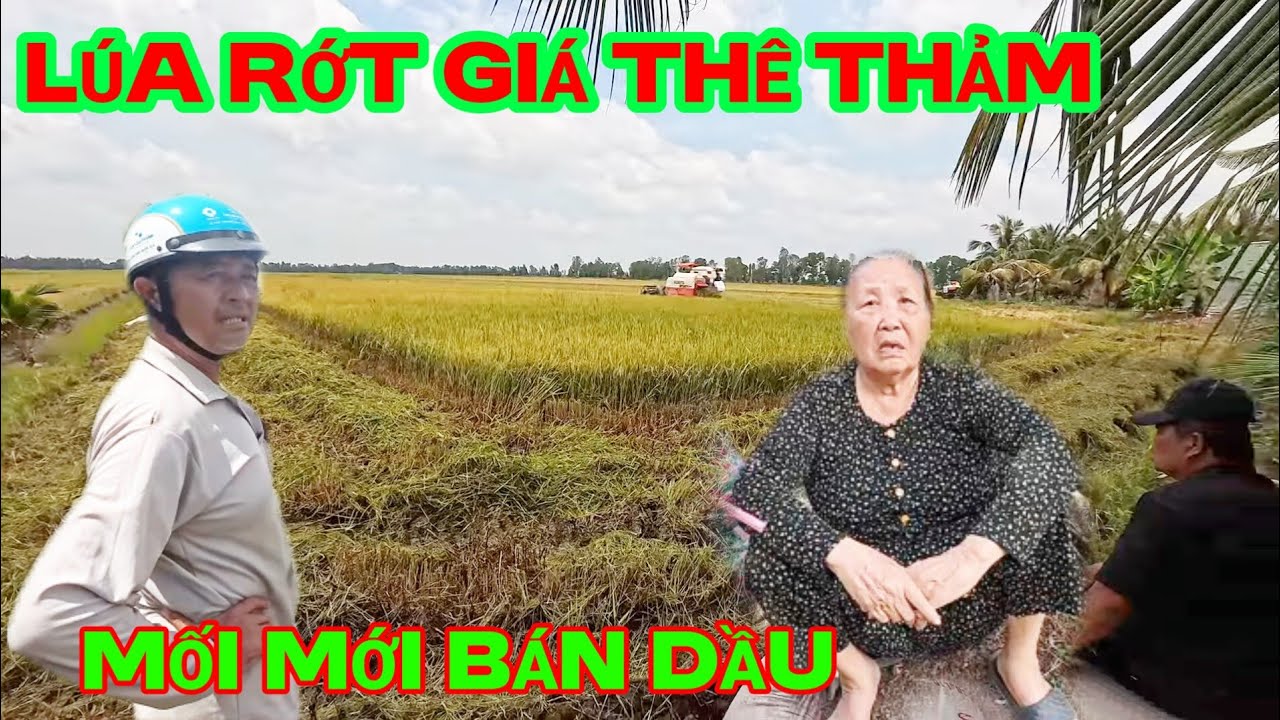 Lúa rớt giá thê thảm Om18 chỉ còn 5700đ/kg . Lúa nhật 7300đ/kg... , chủ máy cắt mua dầu rất khó khăn