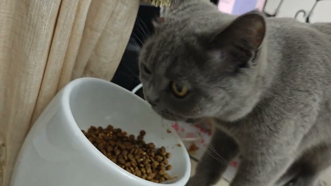 Kitty is just having dinner