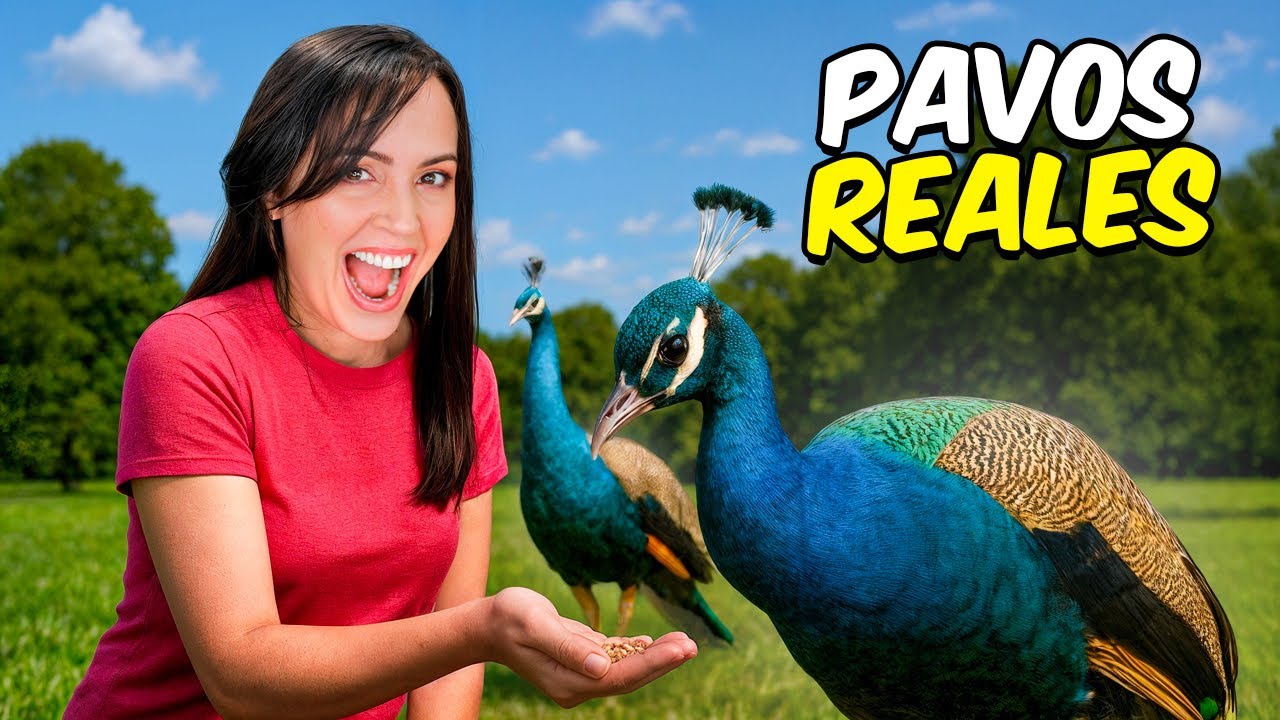 Llegan PAVOS REALES a La Finquita Bonita 😱❤️ Sandra Cires Vlog