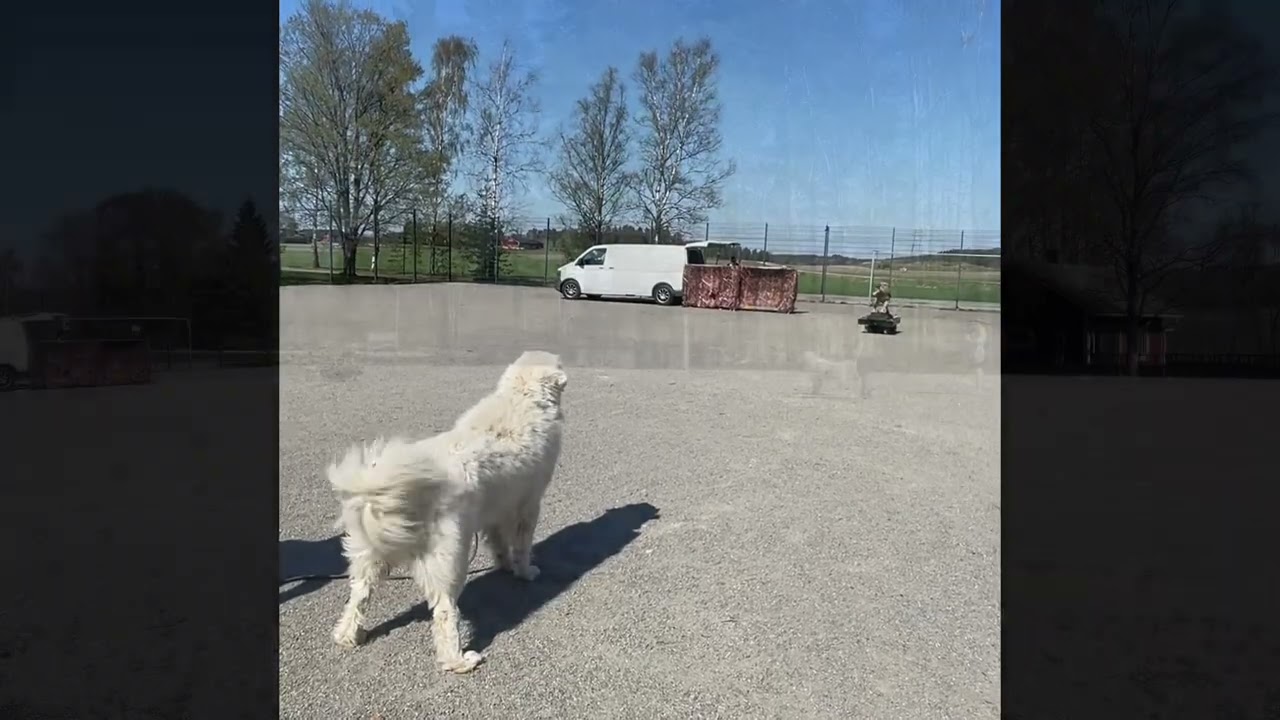 Maremmano-Abruzzese Stig Petotesti