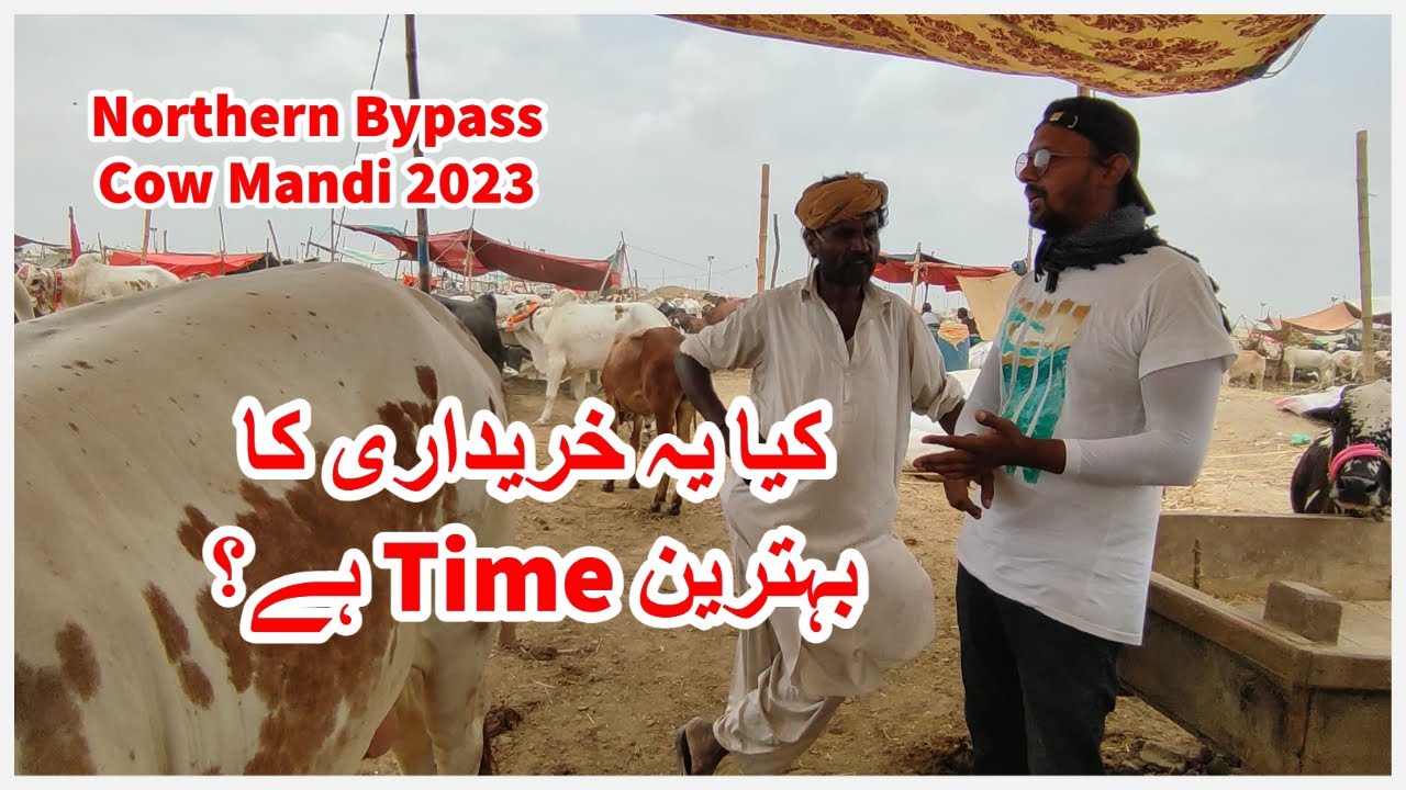 Kia Ye Kharidari Ka Behtareen Time Hai? Northern Bypass Maweshi Mandi 2023.