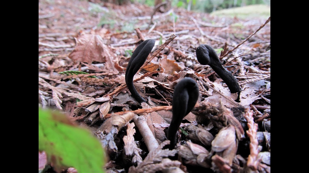 Geoglossum nigritum