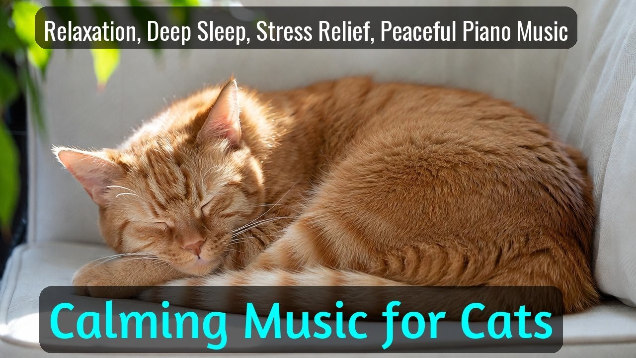 LIVE Cute Sleeping Cats Compilation for Calm Mind 😌 | Season 32