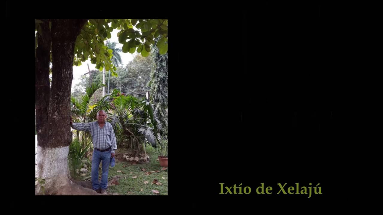 ¡Bajo el Almendro!                                                  David Granadino