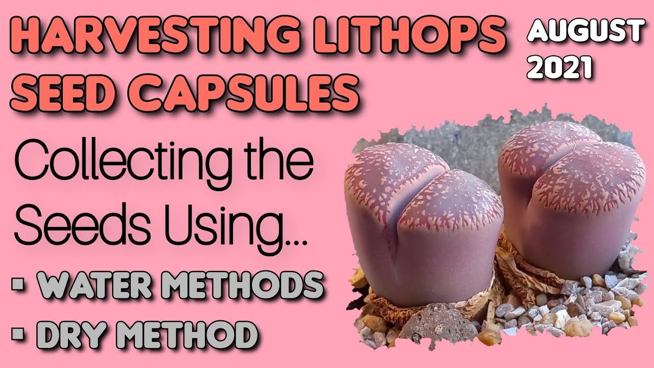 Harvesting LITHOPS SEED CAPSULES using WATER Methods & DRY Method (AUGUST 2021)