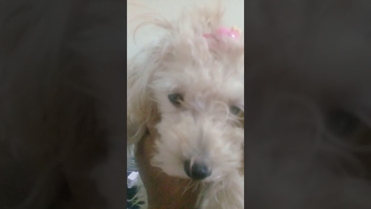 Larinha vendo a portela entrar e com freio no pé Virada mamãe disse que