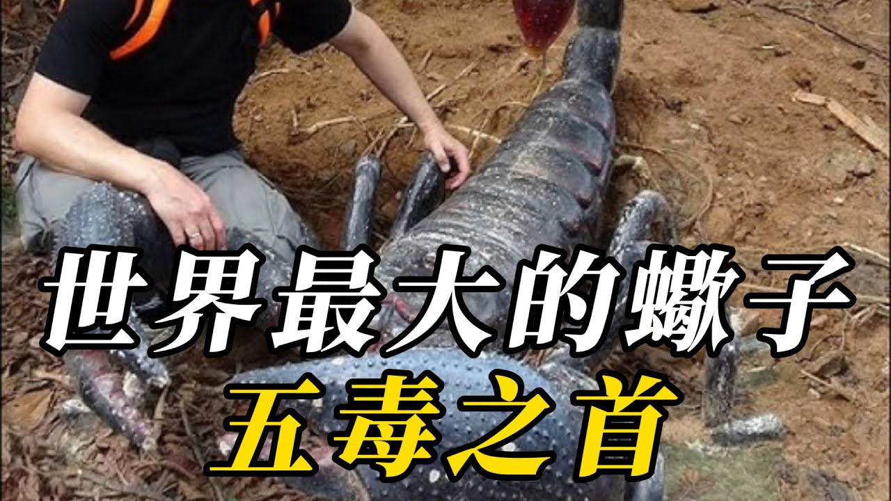 全世界最大的10種巨型毒蠍，個個身穿&ldquo;铠甲&rdquo;無所畏懼！第壹名比狗還大，被它蟄到當場斃命！#野生动物 #animals #野生生物 #科普 #百科密码 #野生動物 #知识渊博