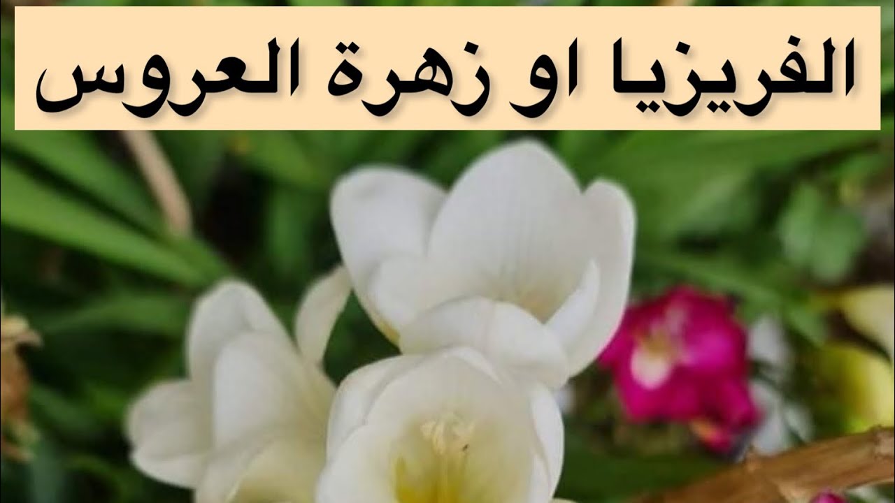 نبات الفريزيا او زهرة العروس او الكولونيا  و اسهل طريقة لزراعته و العنايه به