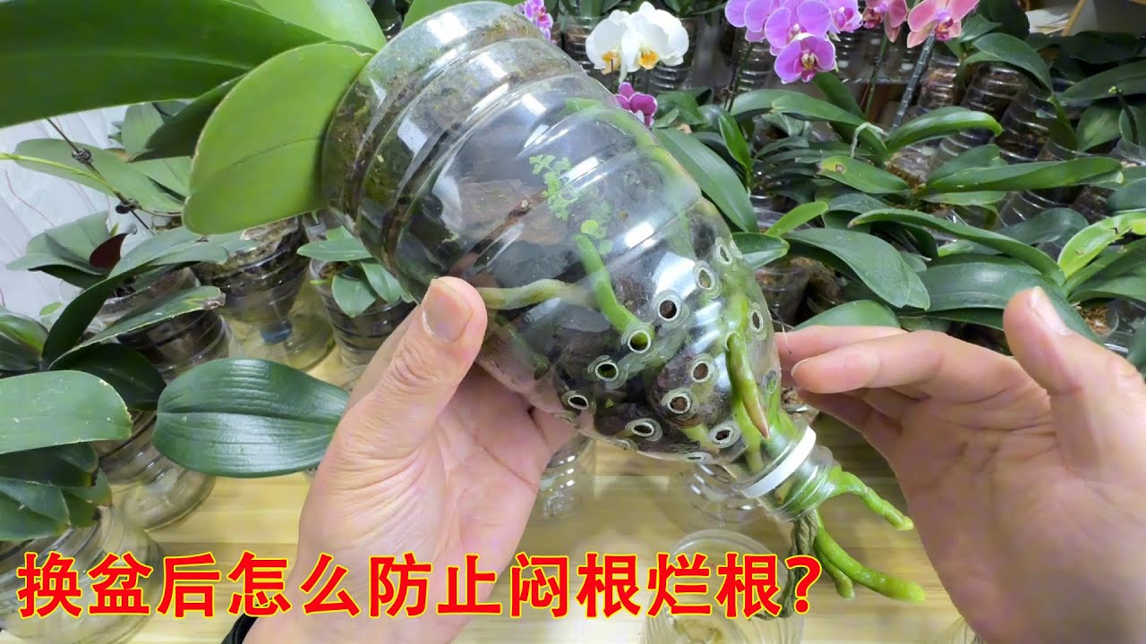 蝴蝶兰换盆后，怎么防止闷根烂根快速服盆？一条视频讲清楚！（阿涛养花245期）