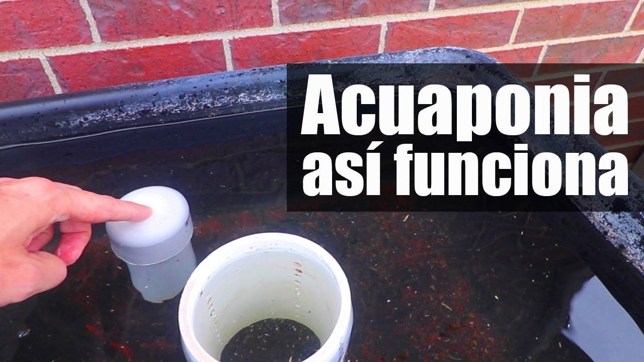 Acuaponia. Conexiones y puesta en marcha