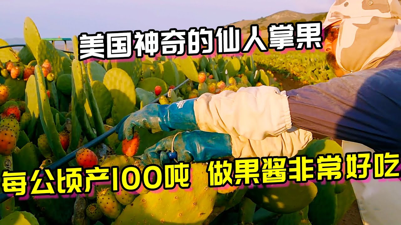 美国神奇的仙人掌果，每公顷产100吨，做果酱非常好吃